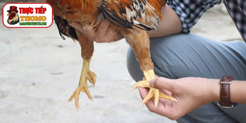 Phân Loại Cựa Gà Chọi: Vũ Khí Bí Mật Của Chiến Kê 2 Các Loại Cựa Gà Phổ Biến