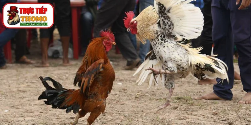Màu Mạng Gà Đá: Bí Quyết Chọn Màu Gà Chiến Thắng 1 Ý Nghĩa Màu Mạng Gà Đá Trong Văn Hóa Dân Gian