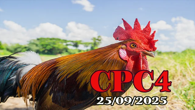 Video đá gà trực tiếp C4 Thomo hôm nay 25/09/2025
