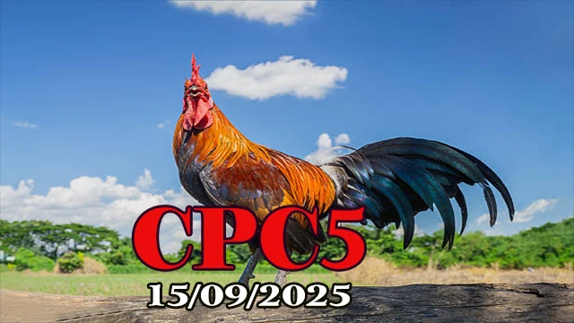 Clip phát lại đá gà trực tiếp C5 mới nhất 15/09/2025