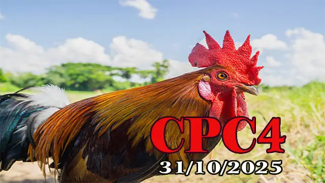 Xem lại đá gà Thomo hôm nay C4 ngày 31/10/2025