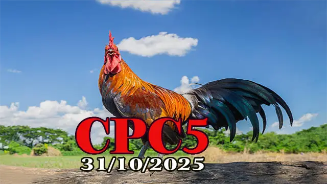 Clip phát lại đá gà trực tiếp C5 hôm nay 31/10/2025