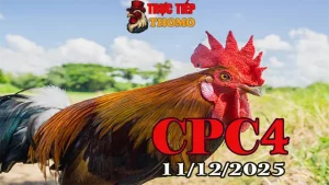 Xem trực tiếp đá gà Thomo CPC4 hôm nay 11122025 mới nhất