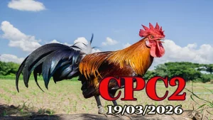 Clip video đá gà trực tiếp CPC2 ngày 19032026 chất lượng cao
