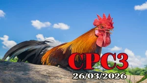 Full Video Phát Lại Đá Gà Thomo CPC3 Ngày 26032026