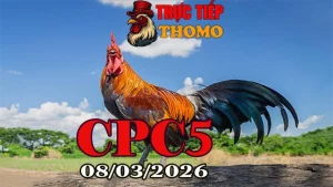 Link xem đá gà trực tiếp CPC5 hôm nay 08032026 mới nhất