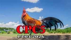 Tổng hợp Clip đá gà trực tiếp CPC5 ngày 13032026