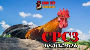 Tổng hợp clip đá gà trực tiếp CPC3 hôm nay 08032026 mới nhất