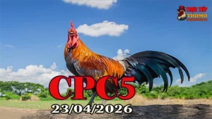 Video đá gà trực tiếp Thomo CPC5 ngày 23042026