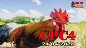 Xem video đá gà trực tiếp CPC4 24-04-2026 full trận