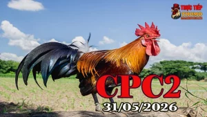 Xem video đá gà Thomo CPC2 ngày 31052026