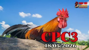 Xem video đá gà thomo CPC3 ngày 18052026